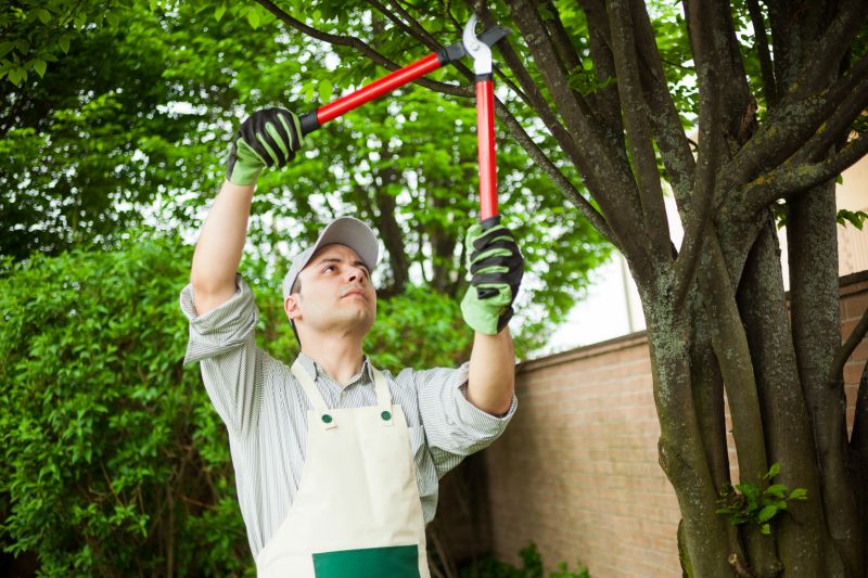 Arborist Pruning