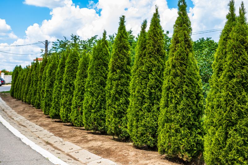 Arborvitae Planting