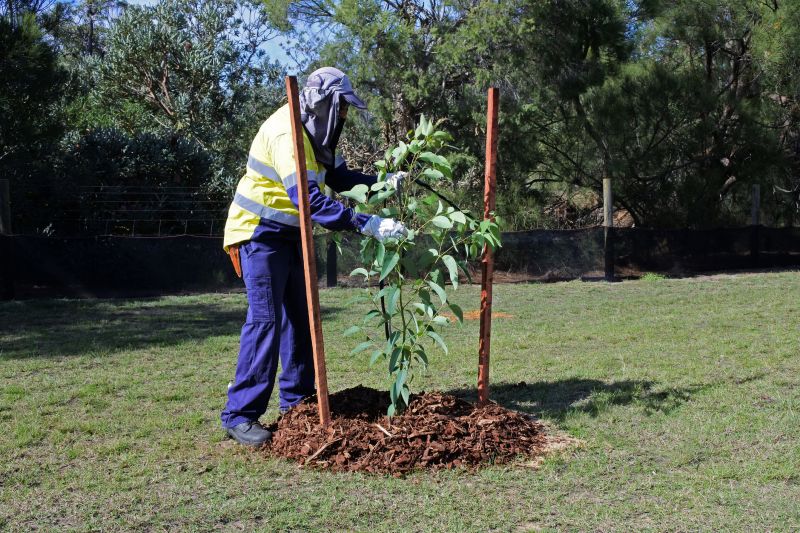 Maple Tree Planting