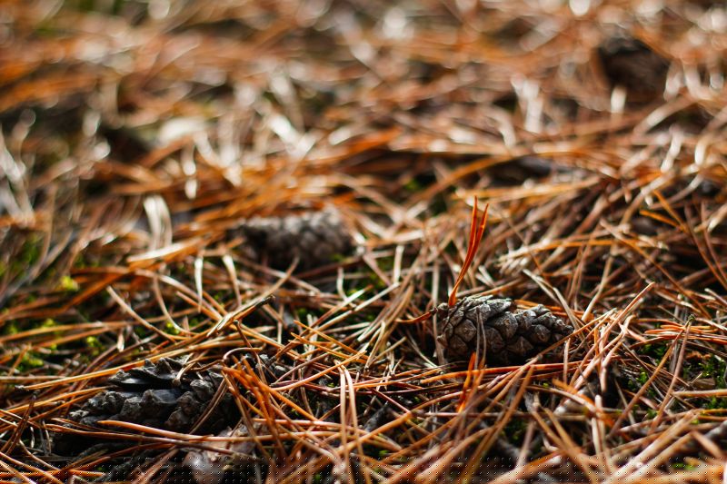 Pine Needles Installation