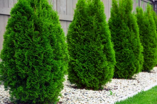 Arborvitae Planting in Camarillo