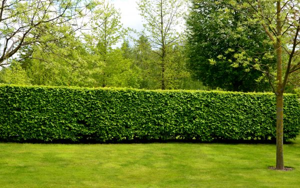 Hedge Planting in Camarillo