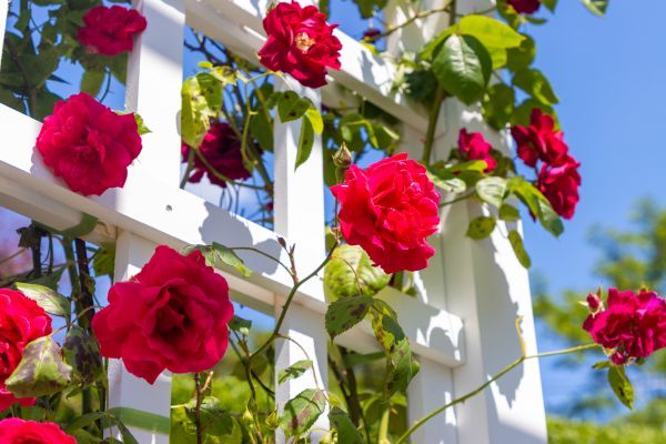 Home Gardening Service in Camarillo