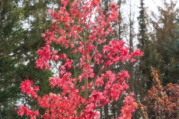 Japanese Maple Planting in Camarillo