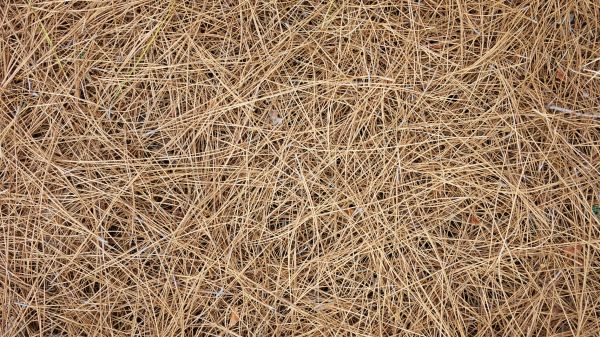 Pine Needles Delivery in Camarillo