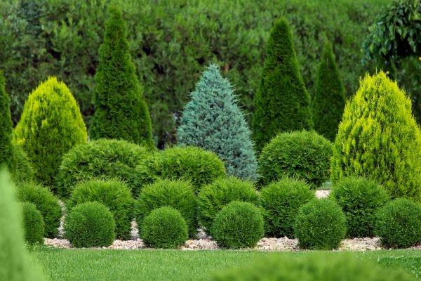 Shrub Replacement in Camarillo