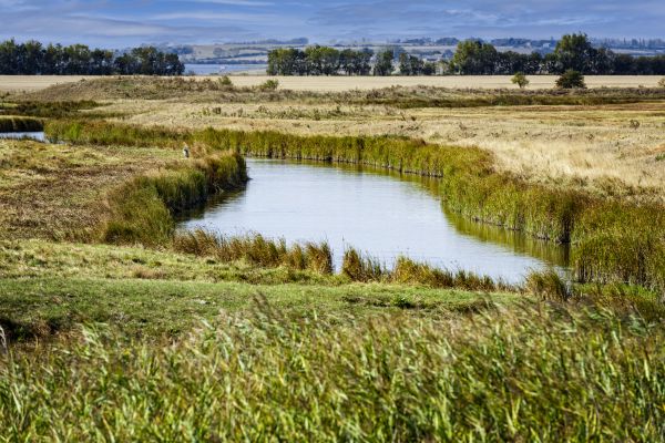 Swale Landscaping in Camarillo