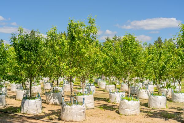 Tree Planting Service in Camarillo