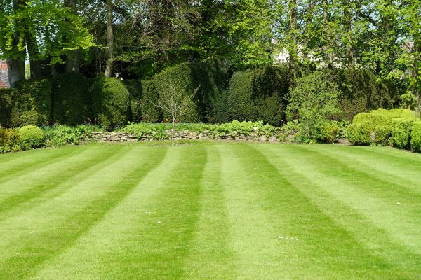 Lawn Renovation in Camarillo