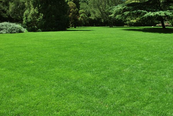 Lawn Landscaping in Camarillo