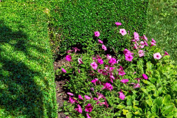 Softscaping Service in Camarillo