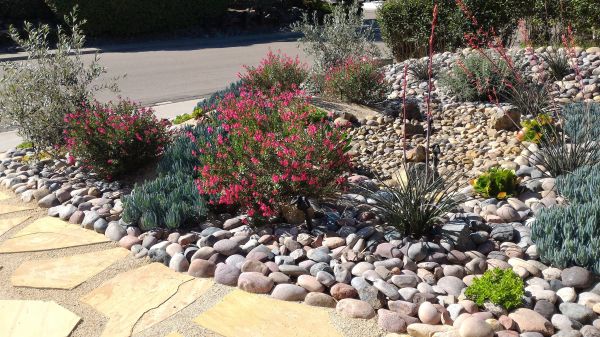 Xeriscape Landscaping in Camarillo