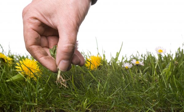 Lawn Weeding in Camarillo