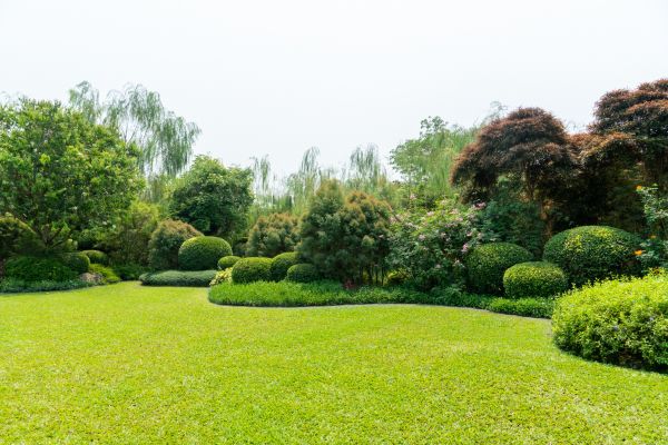 Tree Landscaping in Camarillo