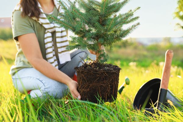 Spruce Tree Planting in Camarillo