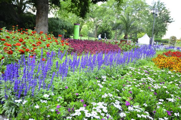 Perennials Planting in Camarillo