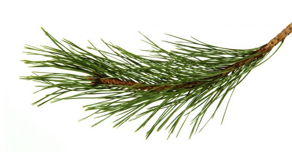 Pine Needles Installation in Camarillo