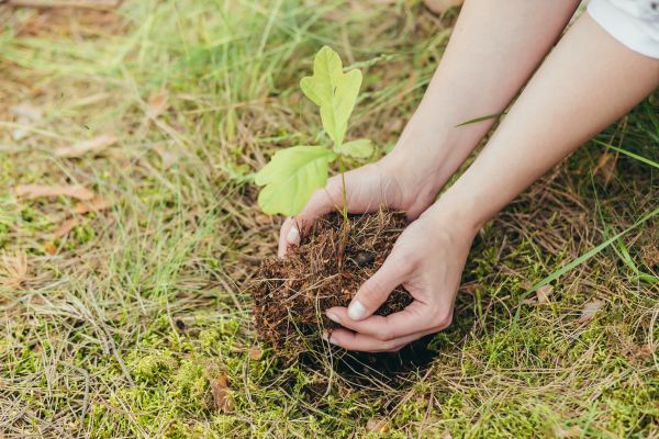Oak Tree Planting in Camarillo