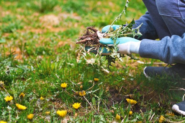 Flower Bed Clearing in Camarillo