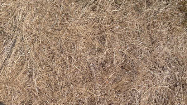 Pine Straw Replacement in Camarillo