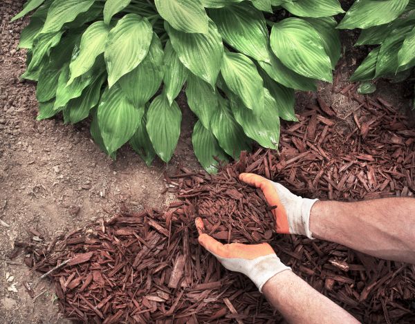 Bark Spreading in Camarillo