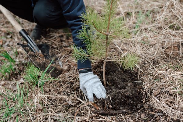 Pine Tree Planting in Camarillo