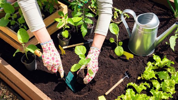 Garden Bed Installation in Camarillo
