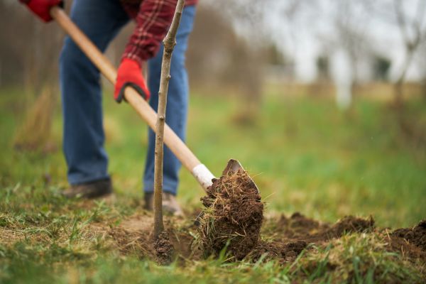Trees Planting in Camarillo