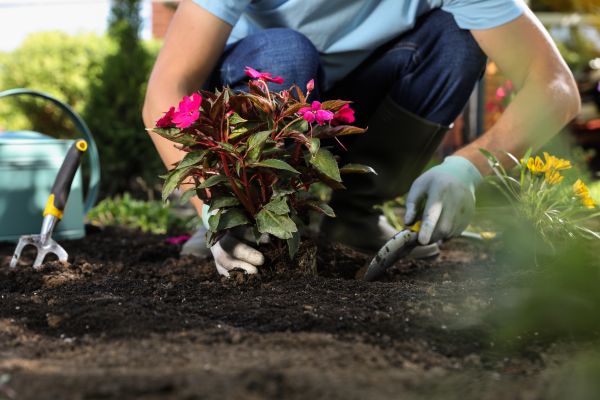Plant Replacement in Camarillo