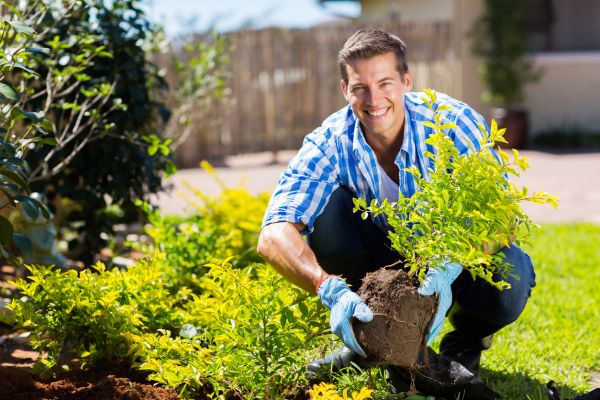 Shrub Landscaping in Camarillo