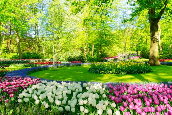 Flower Landscaping in Camarillo