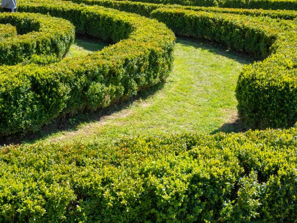 Bush Landscaping in Camarillo