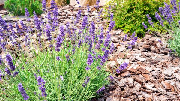 Pine Bark Landscaping in Camarillo