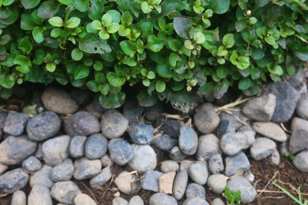River Stone Installation in Camarillo