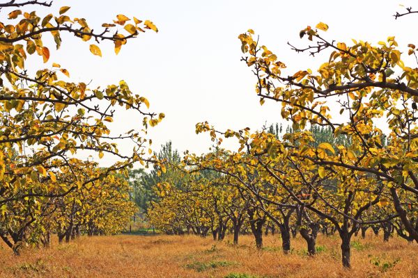Pear Tree Planting in Camarillo