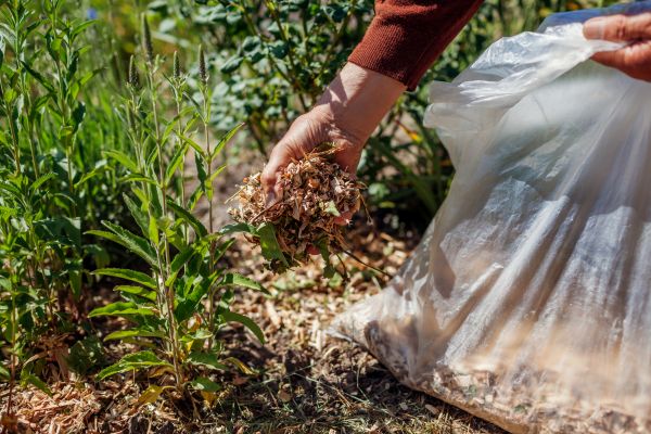 Wood Mulch Installation in Camarillo