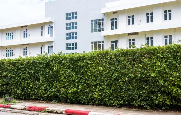Privacy Landscaping in Camarillo