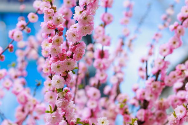 Japanese Cherry Tree Planting in Camarillo