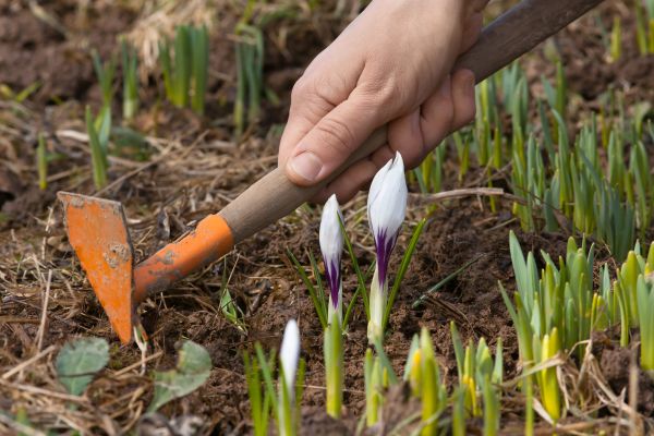 Flower Garden Weeding in Camarillo