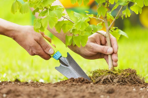 Fruit Tree Planting in Camarillo