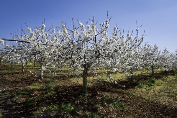Orchard Planting in Camarillo