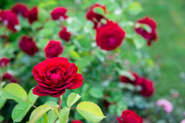 Rose Planting in Camarillo