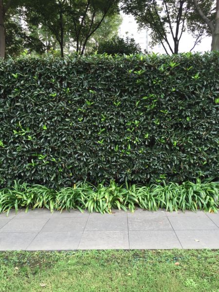 Privacy Shrub Planting in Camarillo