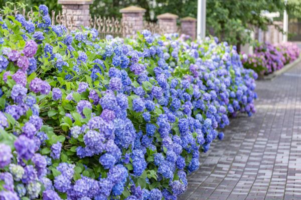 Hydrangea Landscaping in Camarillo