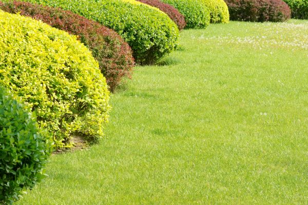 Shrubbery Planting in Camarillo