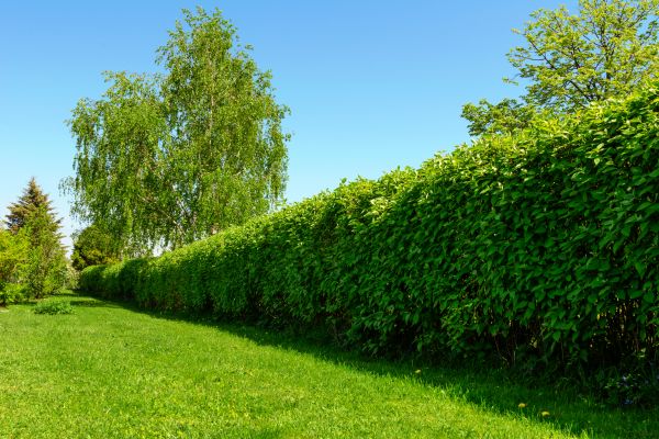 Hedge Replacement in Camarillo