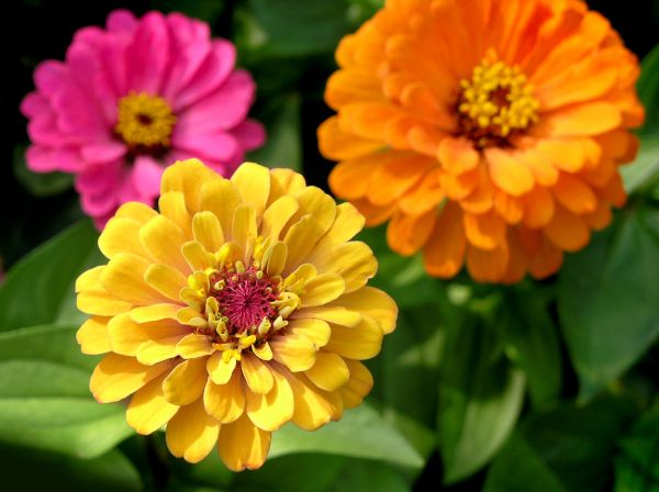 Zinnia Planting in Camarillo