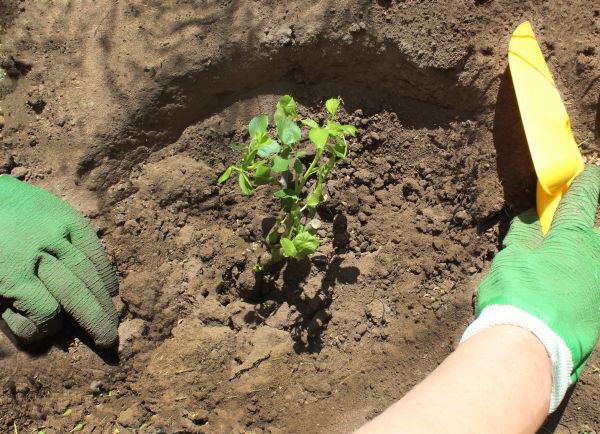 Rose Bush Planting in Camarillo