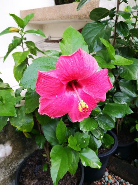 Hibiscus Planting in Camarillo