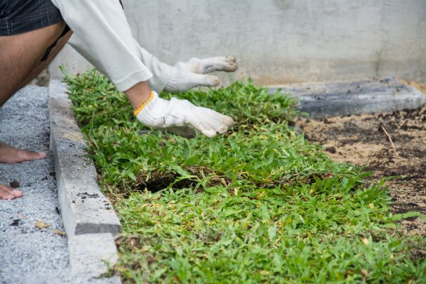 Ground Cover Planting in Camarillo